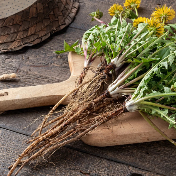 Dandelion Root