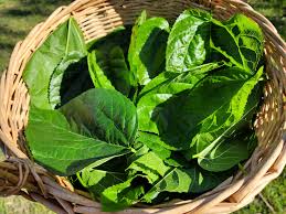 Mulberry Leaf